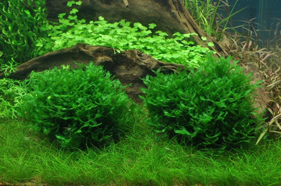 Pelia Moss - Monosolenium tenerum