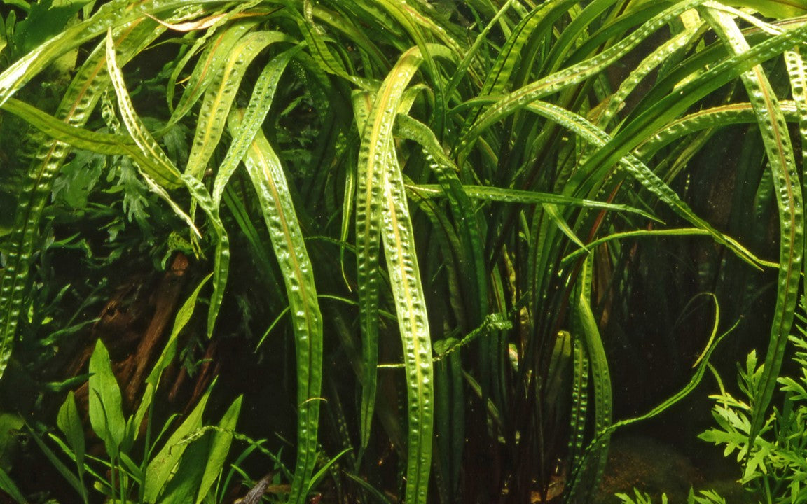 Cryptocoryne Crispatula Tropica 1-2 Grow