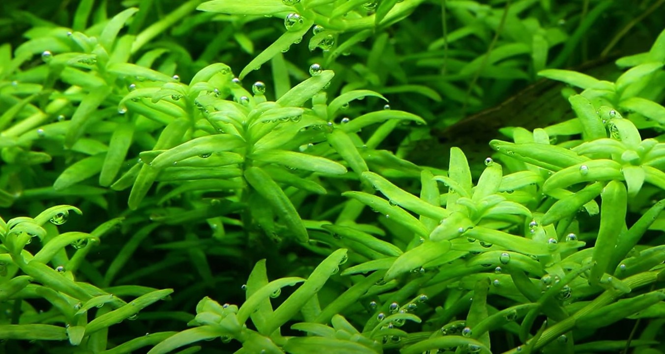 Rotala rotundifolia 'Green' - Tropica 1-2 Grow