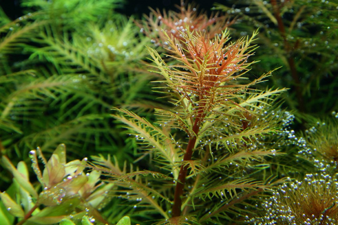 Proserpinaca palustris 'Cuba - Tropica 1-2 Grow