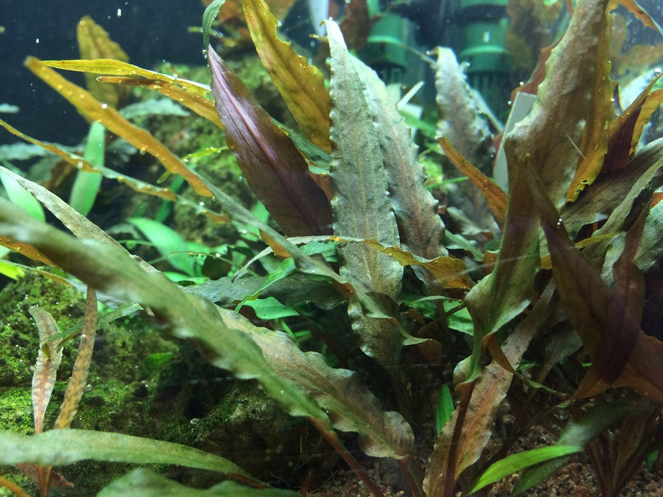 Cryptocoryne Undulatus 'Red' Tropica 1-2 Grow