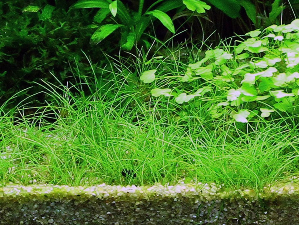 Hairgrass - Eleocharis Acicularis - Tropica 1-2 Grow