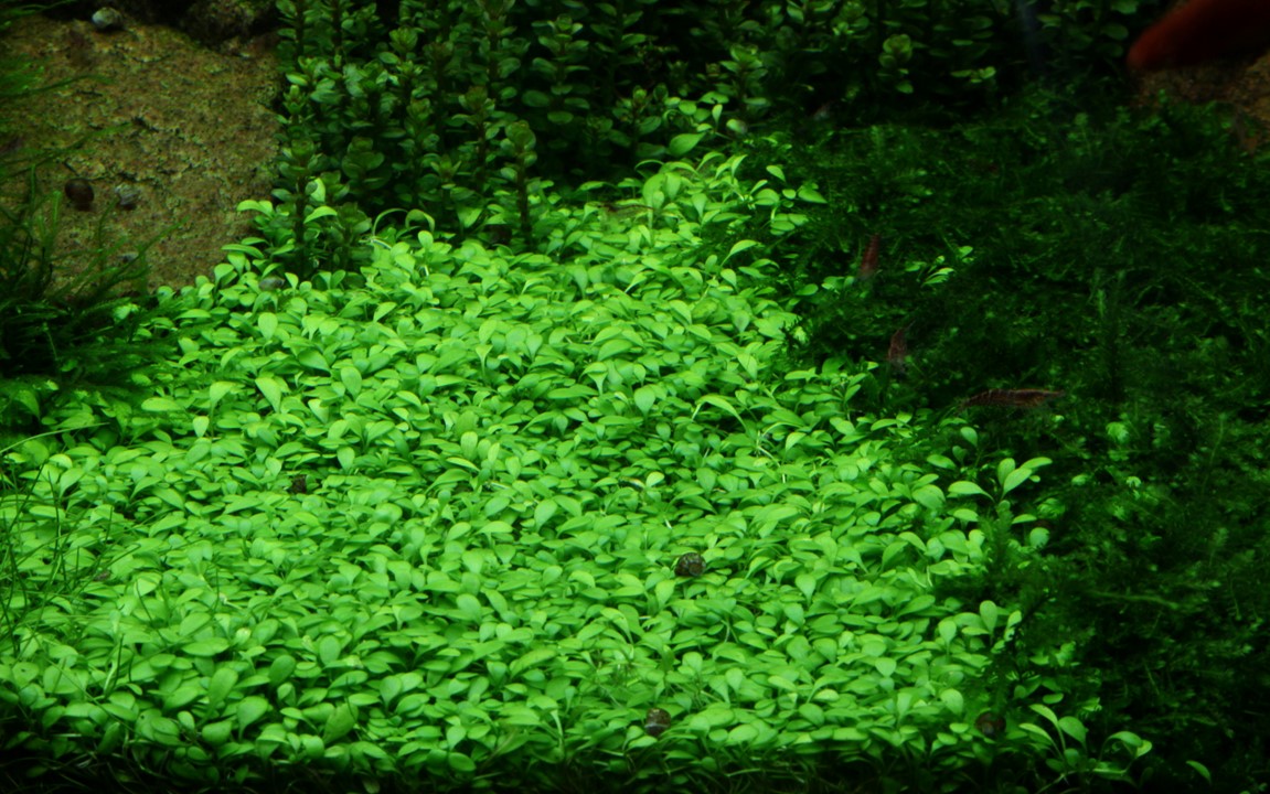 Glossostigma Elatinoides - Tropica 1-2 Grow