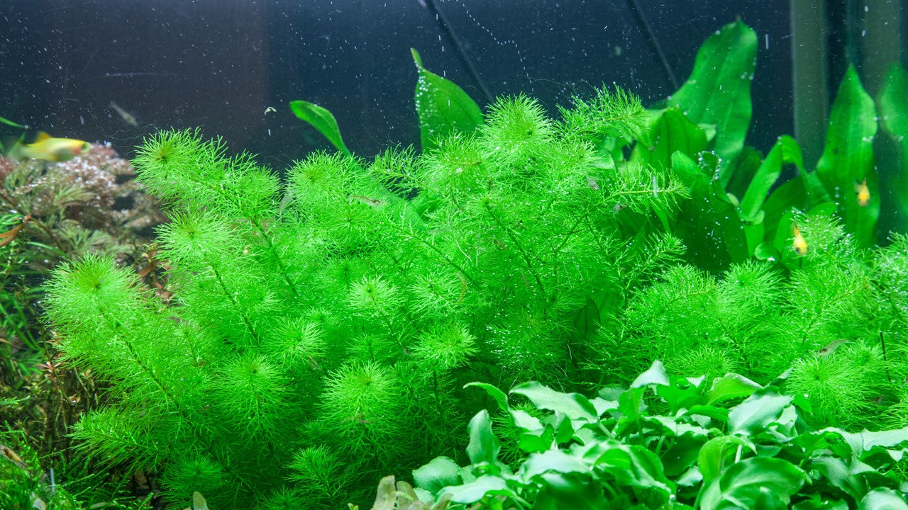 Myriophyllum 'Guyana' - Tropica 1-2 Grow