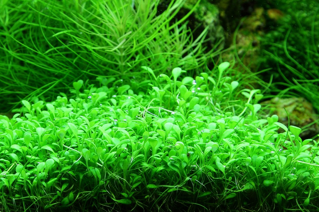 Glossostigma Elatinoides - Tropica 1-2 Grow