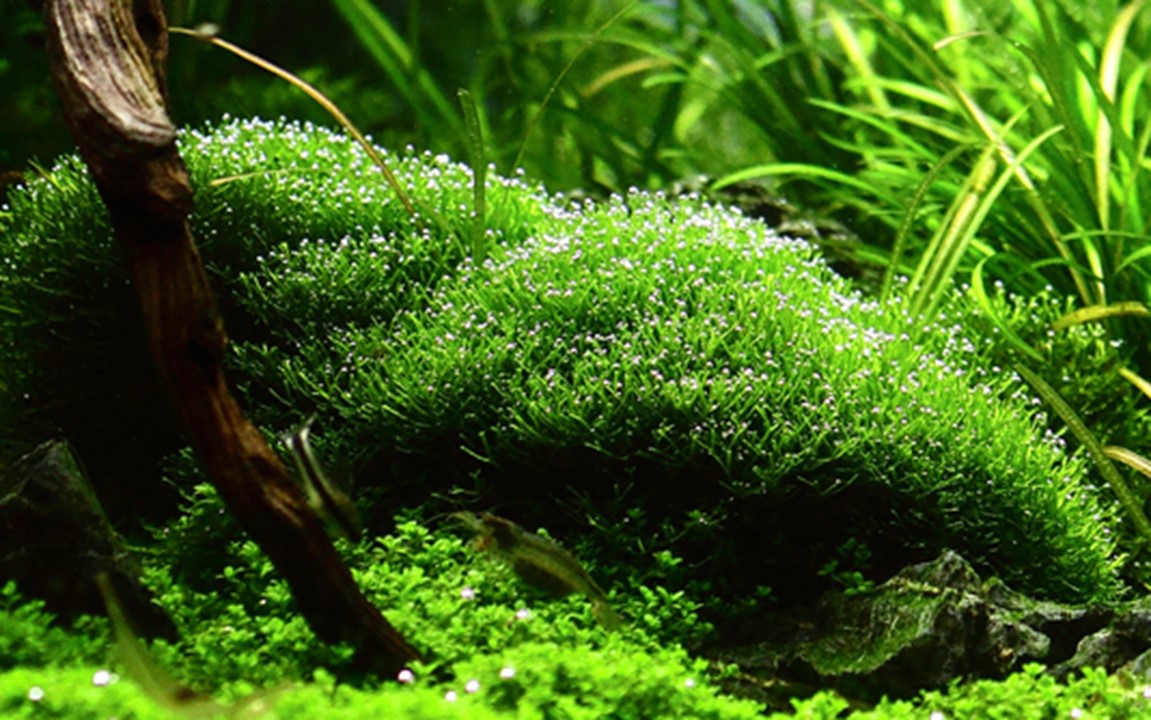 Riccia Fluitans - Tropica 1-2 Grow