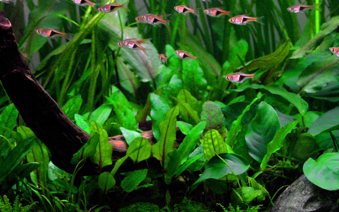 Cryptocoryne Wendtii 'Green' - Tropica 1-2-Grow