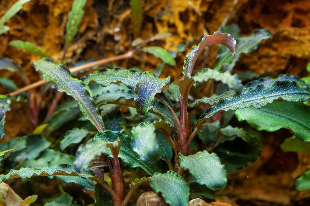 Bucephalandra 'Kedgang' - Tropica 1-2 Grow