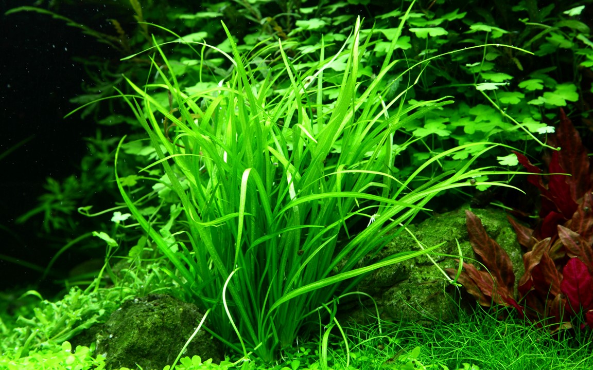 Helanthium tenellum 'Green' - Tropica 1-2 Grow