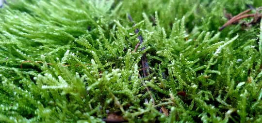 Live Carpet/Forest Moss