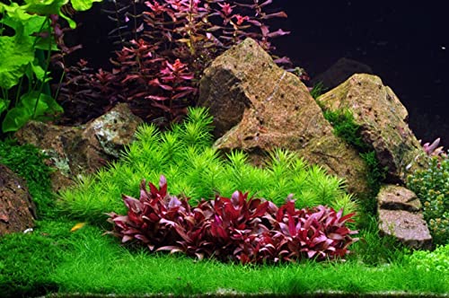 The Best Aquarium Plants Pack