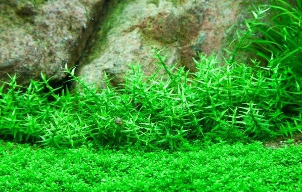 The Best Aquarium Plants Pack