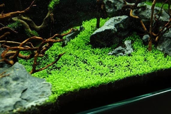 The Best Aquarium Plants Pack