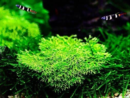 The Best Aquarium Plants Pack