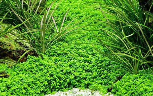 The Best Aquarium Plants Pack