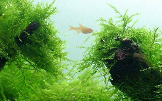 Marimo Moss Balls – Snuffle and Swim