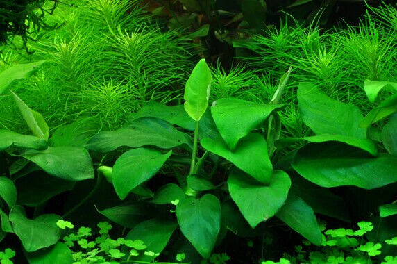 Betta Aquarium Plant Pack