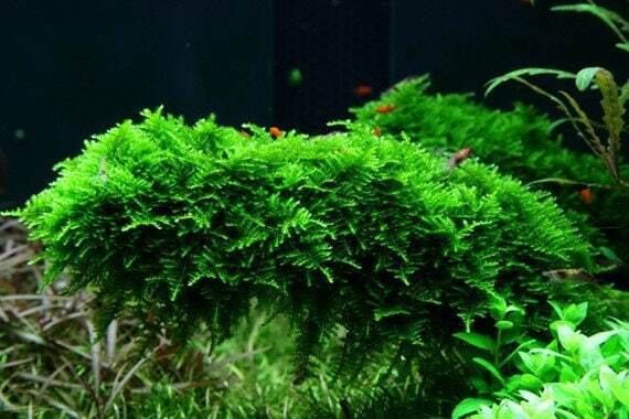 Betta Aquarium Plant Pack