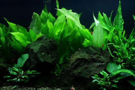 Betta Aquarium Plant Pack