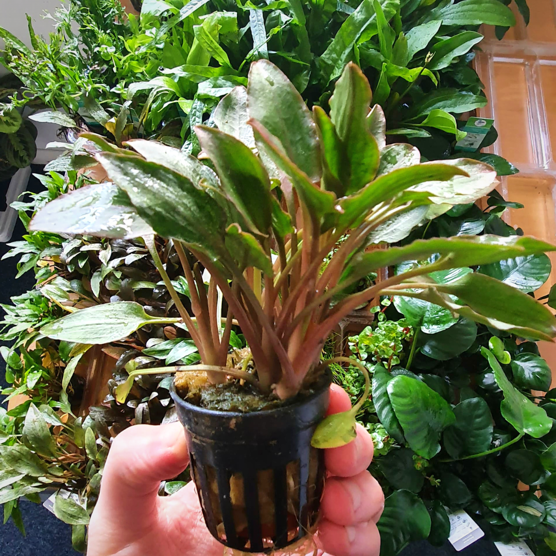 Cryptocoryne Red - Aquadip Pot