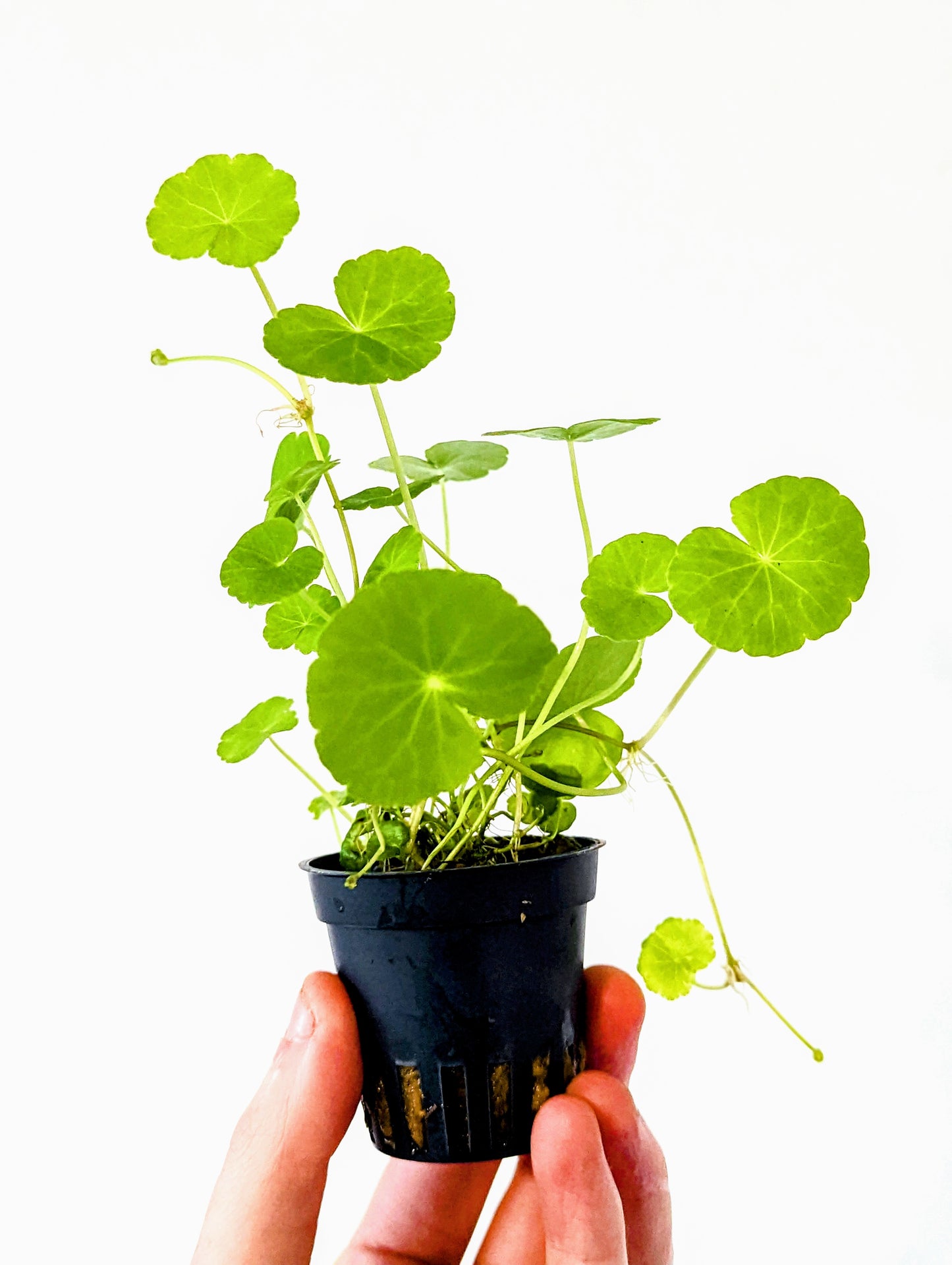 Hydrocotyle Leucocephala