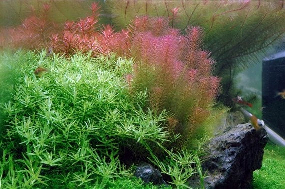 Rotala wallichii Red - Whorly Rotala