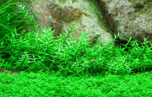 Gratiola viscidula - Sticky Hedge Hyssop