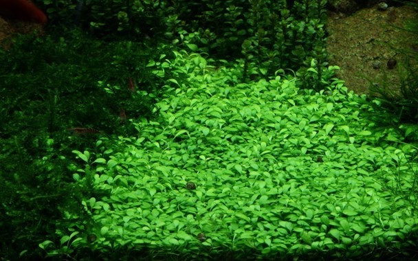 Glossostigma Elatinoides - Tropica 1-2 Grow