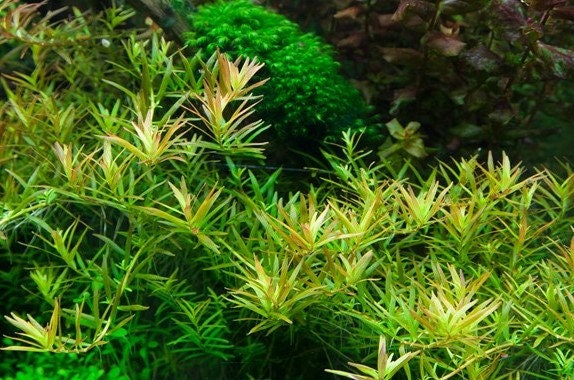 Rotala rotundifolia 'H'ra' Red