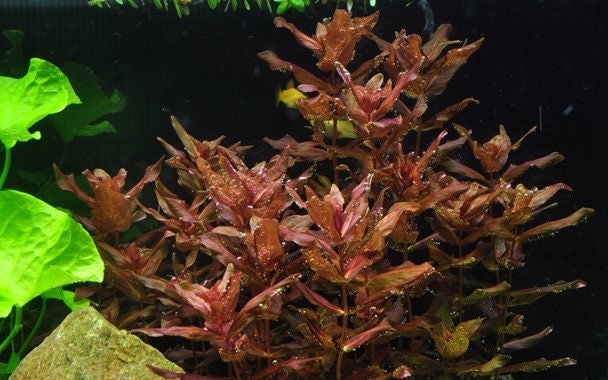 Rotala Macrandra Red - Giant Red Rotala - Tropica 1-2 Grow