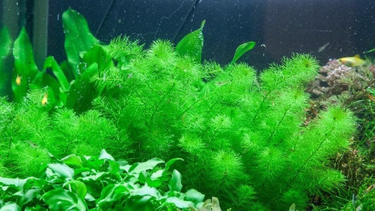 Marimo Moss Balls – Snuffle and Swim