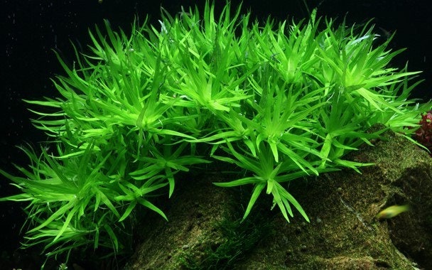 Heteranthera zosterifolia Tropica 1-2 Grow