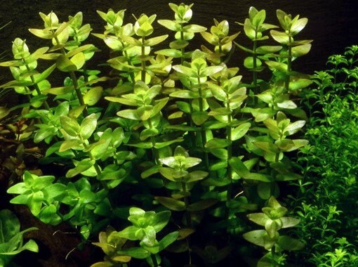 Bacopa caroliniana - Aquadip